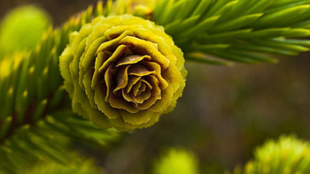 Macro, Light, Branch, Spruce, Fir, Light Coloured, Cone, Bump HD wallpaper