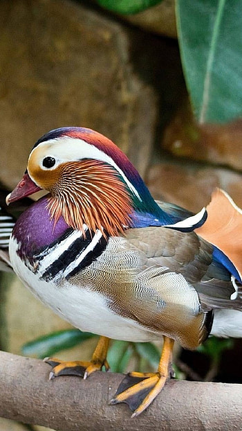 Mandarin Duck, Standing On Tree HD phone wallpaper