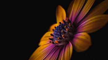 Flower Macro, Leaf, seeds, Macro, Flower HD wallpaper