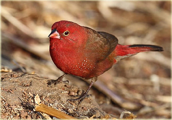 Firefinch, cool, , red HD wallpaper