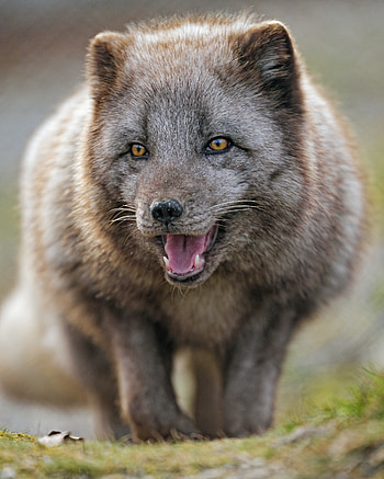 Animals, Predator, Animal, Protruding Tongue, Tongue Stuck Out, Arctic Fox HD phone wallpaper