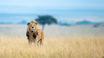 Maasai Mara National Reserve, Game reserve, Wildlife sanctuary, Natural wonders HD wallpaper