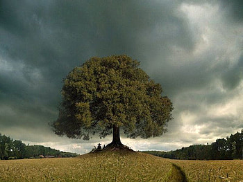 Tree in Fields, fields, cool, , tree HD wallpaper