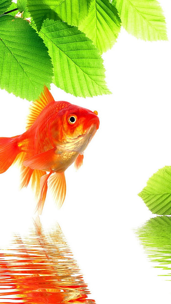 Gold Fish, , Stunning aquatic ry, Mobile beauty HD phone wallpaper