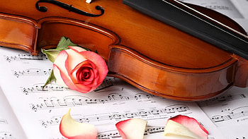 Still Life, Violin, rose, pink HD wallpaper