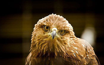 Animals, Bird, Beak, Eagle HD wallpaper