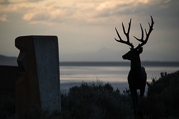 Night, Dark, Silhouette, Deer, Horns HD wallpaper