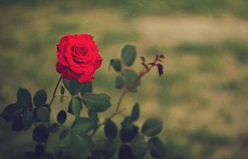 Plants, Flowers, Roses HD wallpaper