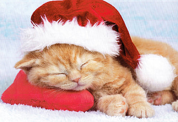 Christmas-Kitten, Cat, Christmas, Cute, Kitten HD wallpaper