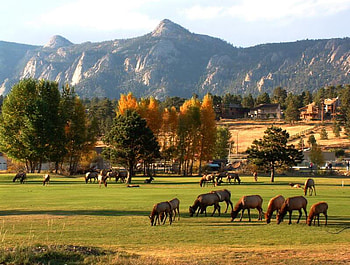 Golfers Grazing, sky, field, animals, grazing HD wallpaper