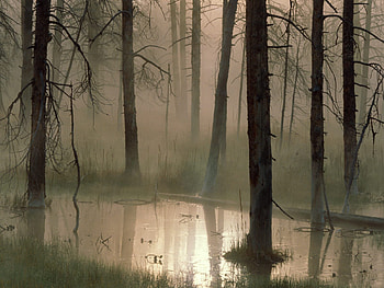 Nature, Trees, Swamp, Forest, Fog HD wallpaper
