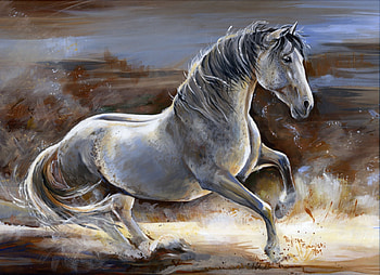 Portrait of a Spanish Mare, spanish, andalusian, horses, mare, grey HD wallpaper