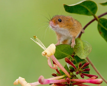 Mouse, animal, pink, flower, green, cute, rodent, harvest mouse HD wallpaper