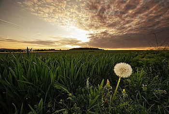 Green Fields, , green, clouds, fields, cool HD wallpaper