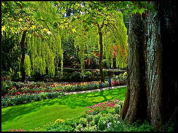 garden, flowers, spring, butchart gardens HD wallpaper