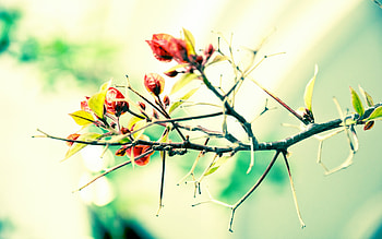 Plants, Flowers HD wallpaper