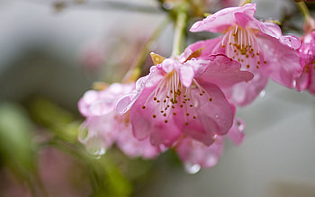 Pink, Flower, Plant, Macro HD wallpaper