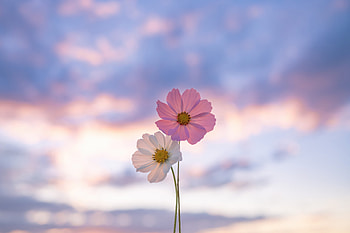 Flowers Minimal, flowers, graphy HD wallpaper