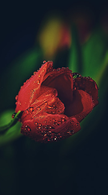 Drops, red tulip, close up HD phone wallpaper