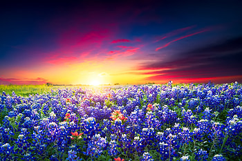 Lupine , Floral beauty, Nature's tapestry, Colorful wildflowers HD wallpaper