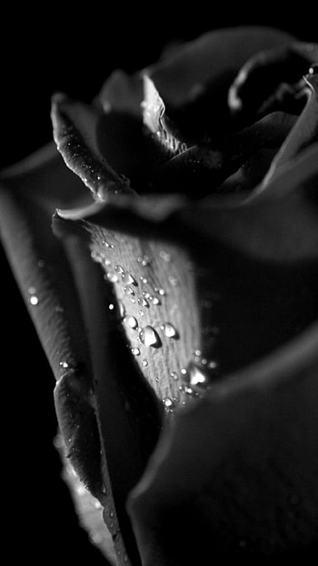 Black Rose, Water Drops, Beautiful Rose HD phone wallpaper
