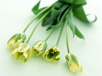 Plants, Flowers, Tulips HD wallpaper