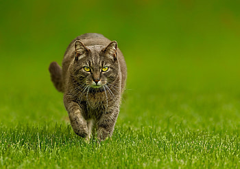 Animals, Grass, Cat, Sight, Opinion, Stroll HD wallpaper