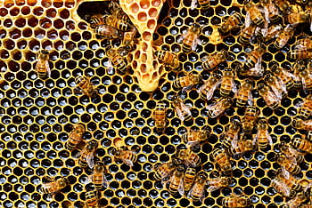 Detailed view of honey bees on a vibrant honeycomb filled with honey in a beehive. HD wallpaper