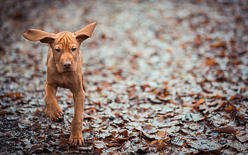 Animals, Autumn, Leaves, Dog, Ears, Run Away, Run HD wallpaper
