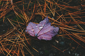 Autumn, Drops, Macro, Sheet, Leaf HD wallpaper
