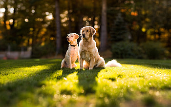 Animals, Dogs, Grass, Shine, Light, Couple, Pair HD wallpaper