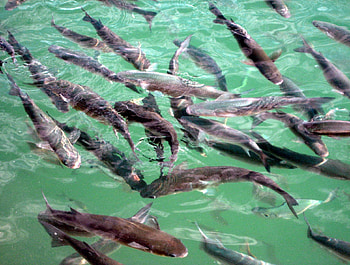 Fish, animals, fresh, food, water HD wallpaper