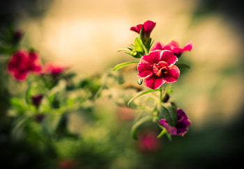 Plants, Flowers HD wallpaper