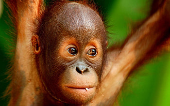 Baby orangutan , Adorable primate, Innocent eyes, Nature's beauty HD wallpaper