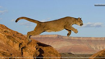 puma for Jasnas, mountain lion, cougar, puma, nature, leaping HD wallpaper
