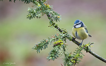 Blue Tit, tit, animal, branch, bird HD wallpaper