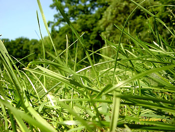 Plants, Grass, Background HD wallpaper