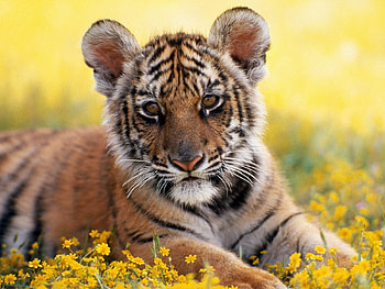 :), sweet, animal, big, tiger, cub, yellow, tigru, cat HD wallpaper