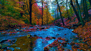 Autumn in the Ardennes, Belgium, leaves, forest, fall, trees, colors, stones HD wallpaper
