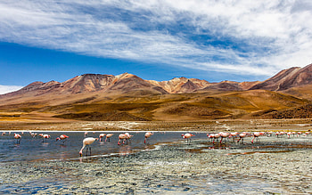 Southern Bolivia flamingos, Exotic birds in Laguna Colorada HD wallpaper