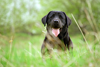 Animals, Grass, Dog, Muzzle, Retriever HD wallpaper