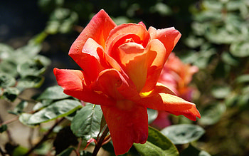Peach Rose, peach, orange, bloom, rose, leaves, flower, green, red, blossom HD wallpaper