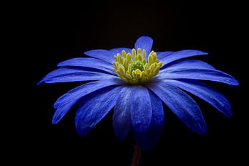 Close-up of a blue Anemone flower with a vivid yellow center against a dark background. HD wallpaper