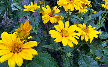 Plants, Flowers HD wallpaper