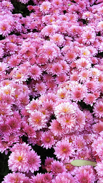 Pink Flower, Adorable Aesthetic HD phone wallpaper