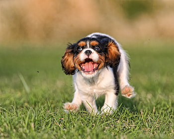 Animals, Grass, Puppy, Bounce, Jump, Run, Running HD wallpaper