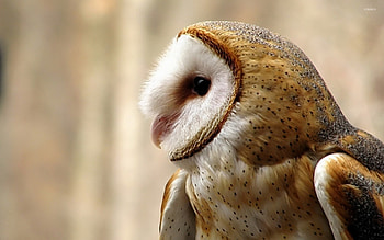 an owls portrait, animal, bird, owl, portrait HD wallpaper
