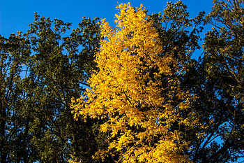 Ash Tree, Resilient climate, Warming climate, Tree's resilience HD wallpaper