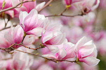 Magnolia blossoms, Nature's beauty, Floral elegance, Bloom in spring HD wallpaper
