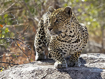 Animals, Leopard, Predator, Big Cat HD wallpaper
